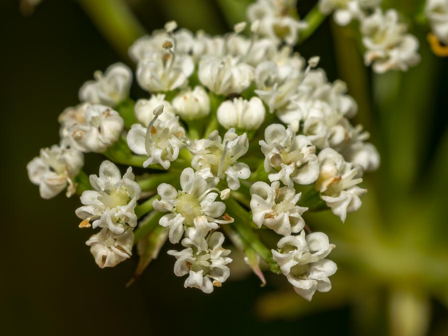 Apiaceae: Xanthoselinum venetum